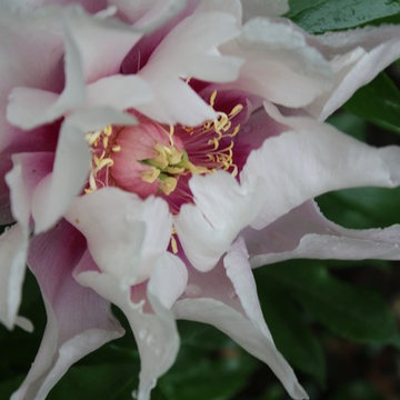 Rosebrook Garden 2017 Garden Tour