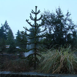 Trees That Provide Year Round Interest - Plants