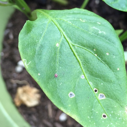 Tiny purple and white specks on plants
