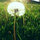 eternallygreen