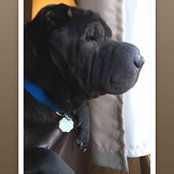 Trisha House's photo