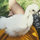 kellee_hoang