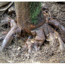 Root Care - Products