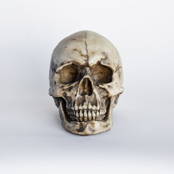 Faux Human Skull, Resin Home Decor, Table Top Skeleton Head, Ivory