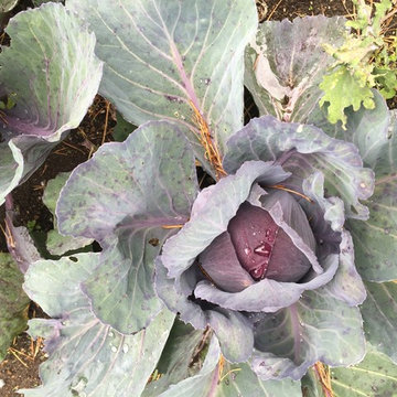 Vegetables + Herbs