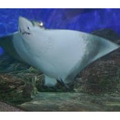 Ronald Low's photo