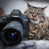 Mum Cat's photo