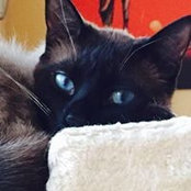 Elisa Cauda's photo