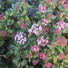 Best plants for winter interest for a small garden