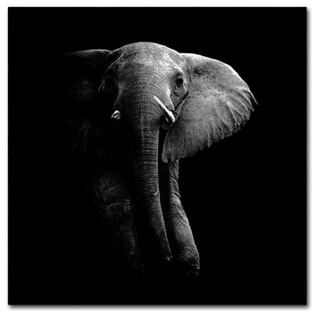 WildPhotoArt 'Elephant' Canvas Art, 35 x 35
