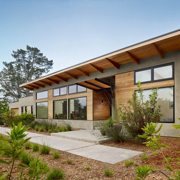 Golden Oak