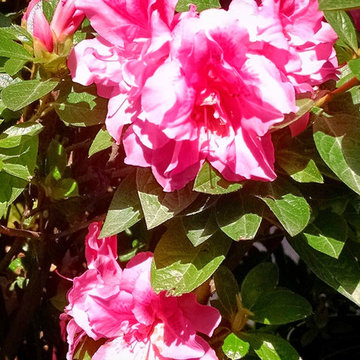 Plant Ideas & Colorful Combinations