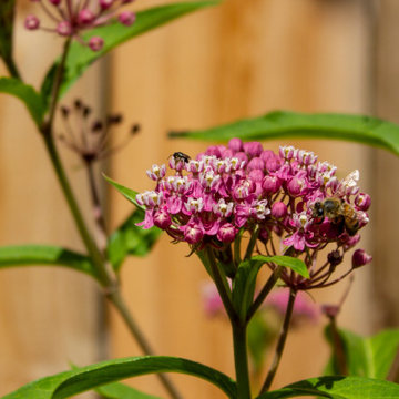West Town Woodland and Prairie Pollinator Gardens