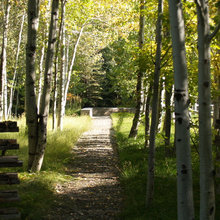aspen trees