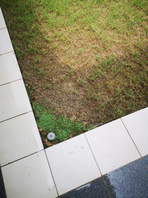 How to spread Zoysia faster?