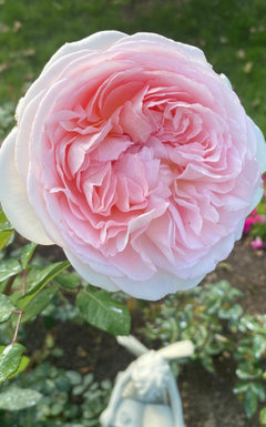 Skor Roses What Are Your Best Performing Kordes Roses?? | Houzz Forum