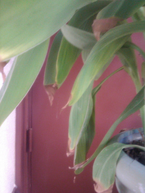Smth wrong Houseplant Leaves Turn Brown And Dry Up