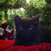 Michelle Bain's photo