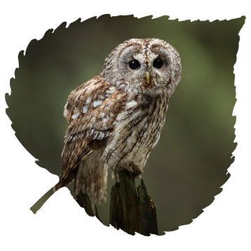 Owl Aspen Leaf Wall Art, Medium