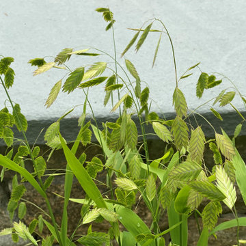 Northern Sea Oats (Chasmanthium latifolium)