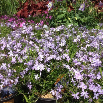 Creeping Phlox