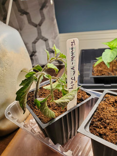 Help! somehow over watering tomato plants | Houzz Forum