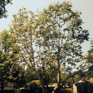 Our Tree Services