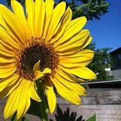 Lisa Ashley's photo
