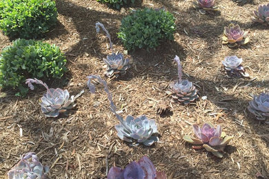 Photo of a landscaping in Orange County.