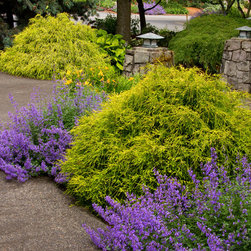 Golden Charm Thread-Branch Cypress - Plants
