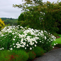Becky Shasta Daisy - Plants