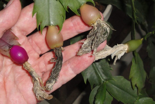 My Christmas cactus is making a seed pod! : IndoorGarden