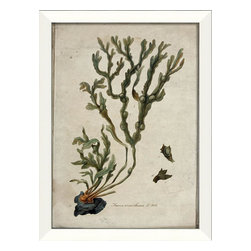 The Artwork Factory - Fucus vesiculosus L 808 Framed Artwork - Prints And Posters