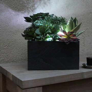 Succulent Garden - Succulents in Kiri Wood Vase