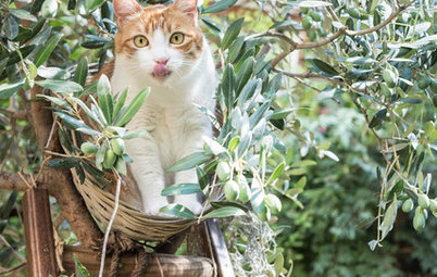 My Houzz: A Roma, un Giardino Meditativo e Parco Giochi per Gatti