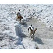 Chad Bossie's photo