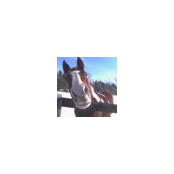 Frank Mancuso's photo
