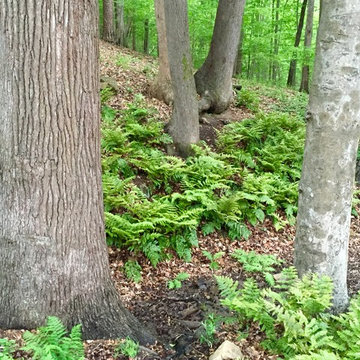 Autumn ferns en masse
