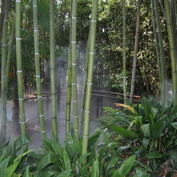 Phyllostachys viridis mitis