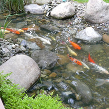 koi pond