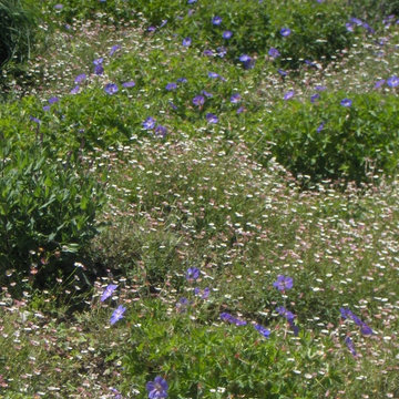 Perennials shrubs and other ideas