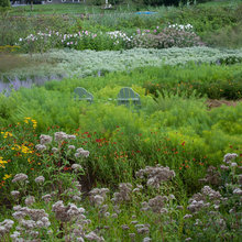 Landscape Ideas
