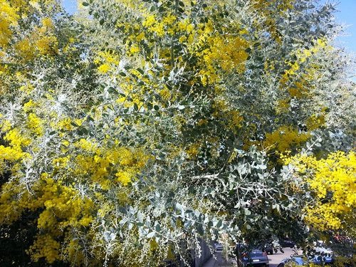 Tree Sliver Leaves Tiny Yellow Flower Balls