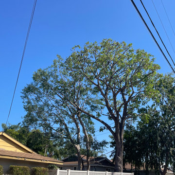 Tree Care