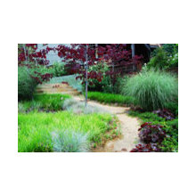 Planting Schemes
