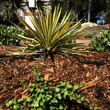 Cacti in the garden