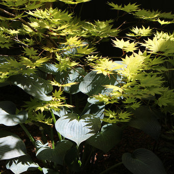 Landscape plantings