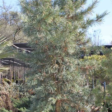 Specimen Plants