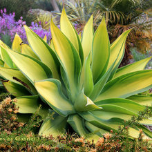 Plants