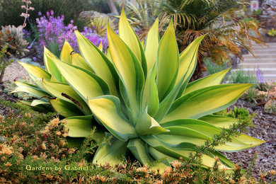 Inspiration for a mediterranean drought-tolerant landscaping in San Luis Obispo.